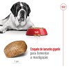 Royal Canin Giant Adult, Cão, Seco, Adulto, Alimento/Ração