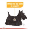 Royal Canin Mini, Cão, Seco, Adulto Dermacomfort, Alimento/Ração