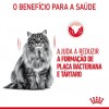 Royal Canin Oral Care, Gato, Seco, Adulto, Alimento/Ração