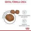 Royal Canin Oral Care, Gato, Seco, Adulto, Alimento/Ração