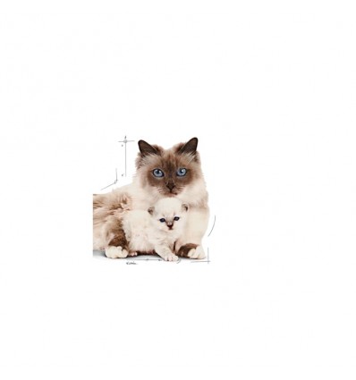 Royal Canin Mother e Babycat Húmidos Lata 195g 