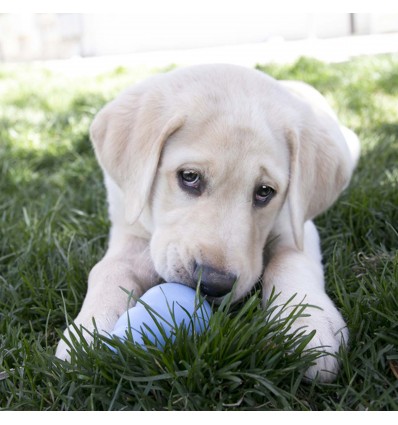 Kong Snacks/Bolachas p/rechear Brinquedos PUPPY - Frango - Small (XY3E)