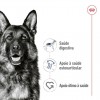 Royal Canin Maxi Adult, Cão, Húmidos em lata, Adulto, Alimento