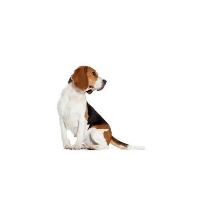 Royal Canin Beagle Adult, Cão, Seco, Adulto, Alimento/Ração