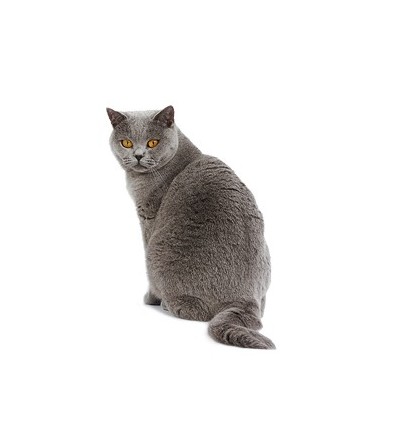 Royal Canin Diabetic Feline 3,5Kg