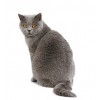 Royal Canin Diabetic Feline 3,5Kg