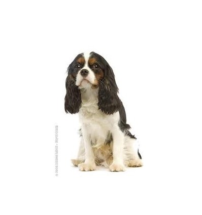 Royal Canin Cavalier King Charles Adult, Cão, Seco, Adulto, Alimentação/Ração