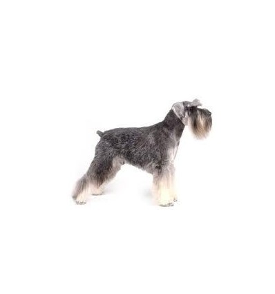 Royal Canin Miniature Schnauzer Adult, Cão, Seco, Adulto, Alimento/Ração