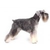 Royal Canin Miniature Schnauzer Adult, Cão, Seco, Adulto, Alimento/Ração