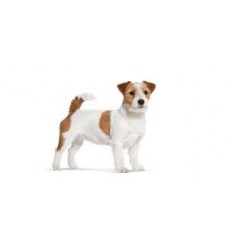 Royal Canin Jack Russell Terrier Adult , Cão, Seco, Adulto, Alimento/Ração