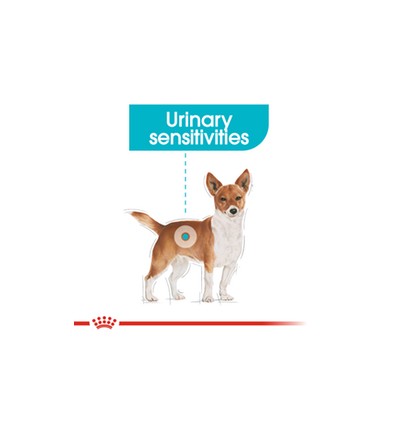 Royal Canin Maxi Dental Care, Cão, Seco, Adulto, Alimento/Ração