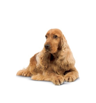 Royal Canin Cocker Adult 3kg