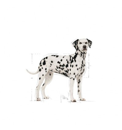 Royal Canin Dalmata Adult, Cão, Seco, Adulto, Alimento/Ração