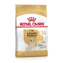 Royal Canin Labrador Retriever Adult 5+, Cão, Seco, Sénior, Alimento/Ração