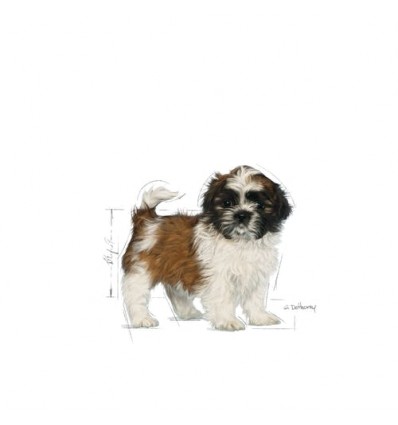 Royal Canin Shih Tzu, Cão, Seco, Adulto, Alimento/Ração