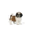 Royal Canin Shih Tzu, Cão, Seco, Adulto, Alimento/Ração